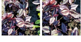 Wandering Jew 3 Cuttings Tradescantia Zebrina House Plant 5 inches or more - £17.57 GBP