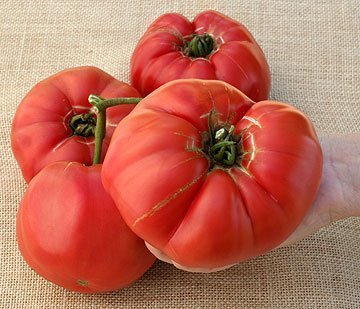 Tomato Seeds German Queen "Luscious, sweet beefsteak", 100 seed pack ,ORGANIC, U