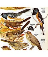 Towhees Sparrows Varieties And Types 1966 Color Bird Art Print Nature AD... - $27.73 CAD