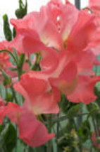 50+ Marjorie Carrier Sweet Pea Seeds - $9.00