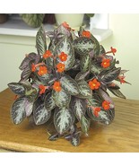 SL 15+ Seeds Violet Chocolate Soldier House Plant Garden Flowers - $4.50