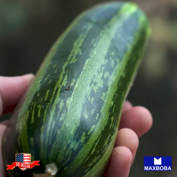100+ Squash Seeds Cocozelle Zucchini Heirloom Non-Gmo Vegetable - £8.70 GBP