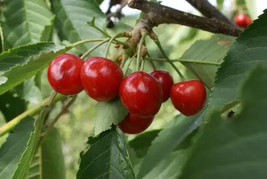 10 Penny Cherry Seeds Planting USA Gardening - $7.96