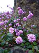 SHIPPED FROM US 40 Punching Balls Persicaria Polygonum Flower Seeds, SB01 - £11.99 GBP
