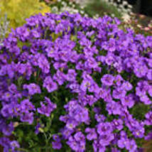500 Seeds Groundcover Aubrieta Whitewell Gem Purple Rock Cress Perennial Non-GMO - £9.59 GBP