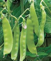 PEA SEED, SUGAR DADDY, HEIRLOOM, ORGANIC, NON GMO, 50+ SEEDS, PERFECT PEAS - £3.12 GBP