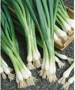 White Lisbon Bunching Onion 100 Green Scallions Spring Salad Garden Heir... - €9,71 EUR