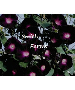 VT 25 Seeds Morning Glory Black &amp; Pink Picotee Ipmoea Vining Perennial F... - $13.87