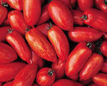50 Seeds Perfect Flame Tomato Vegetable Garden - £7.81 GBP