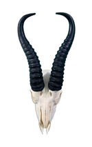 Real Springbok Skull - Antelope Skull with metal bracket Antelope Cranium +Horns - £37.50 GBP