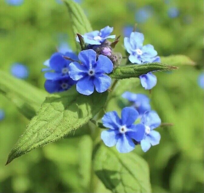 Primary image for Forget Me Not Chinese+Indigo 90 Seeds