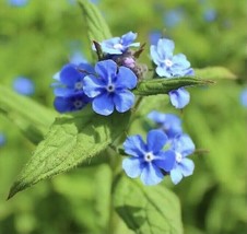 Forget Me Not Chinese+Indigo 90 Seeds - £5.49 GBP