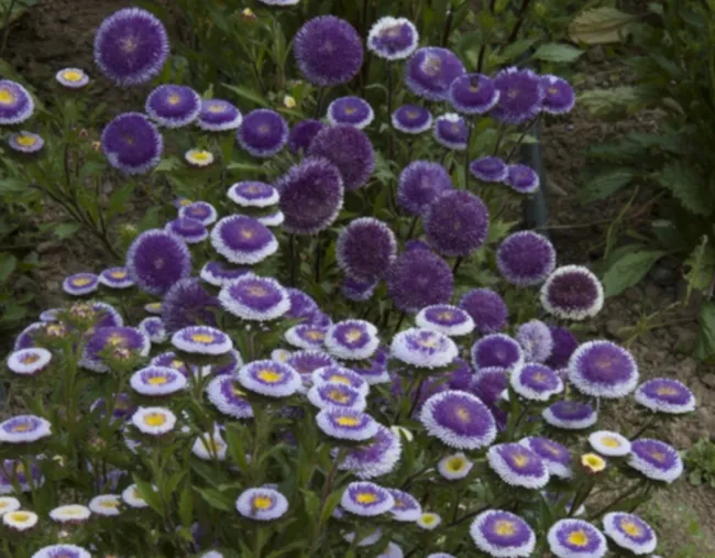 50 Blue Moon Aster Callistephus Pompon Double Flower Seeds Fresh Garden - £14.37 GBP