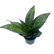 Bird&#39;s Nest Snake plant, 4 inch Green Striped Snakeplant, Sansevieria - £11.85 GBP