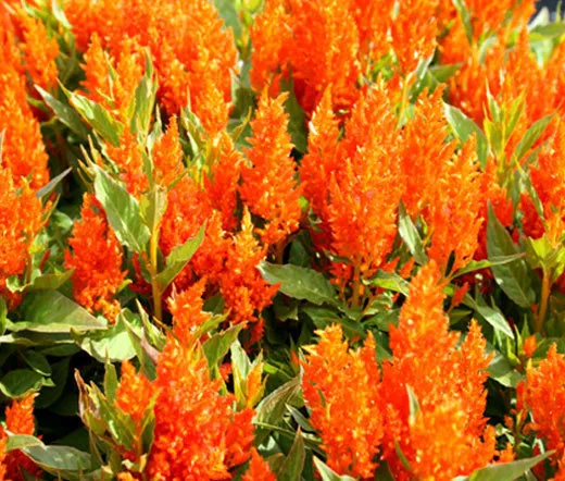 125 Bulk Seeds Celocia Nana Glitters Orange Celosia Plumosa  - £21.06 GBP