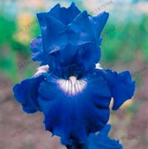 009203141f0a366a thumb200