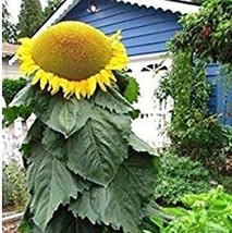 Fresh Biggest Sunflower In The World 10 Seeds To Grow Mongolian Sunflower Seeds  - £15.95 GBP