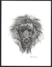 #360 BLACK STANDARD POODLE dog art print * Pen and ink drawing * Jan Jel... - $12.50
