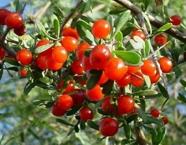 Sonoran Goji Berry ~Lycium exsertum~ Arizona Wolfberry ~ Desert-Thorn Se... - $120.88 MXN+