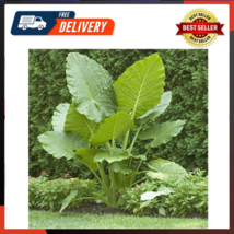 Elephant Ears (colocasia) 3 Bulb- Bold Tropical Effect To And Landscape - £14.29 GBP