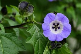 Fresh 100 Apple Of Peru Shoofly Plant Nicandra Physalodes Flower Seeds *... - $3.50