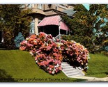 Hydrangea Bushes In Front of Home Tacoma Washington WA UNP DB Postcard R13 - $4.42