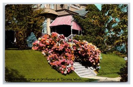Hydrangea Bushes In Front of Home Tacoma Washington WA UNP DB Postcard R13 - $4.42