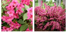 4" pot Pink Weigela Garden & Outdoor Living  - £32.23 GBP