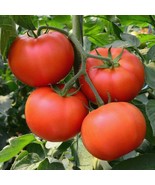Homestead Tomato Seeds 100 Ct Vegetable Garden - $8.98