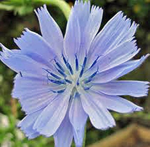 Bluest Blue Chicory 100+ Seeds, Beautiful Blue Cut Flower