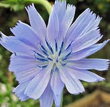 Bluest Blue Chicory 100+ Seeds, Beautiful Blue Cut Flower - £2.36 GBP