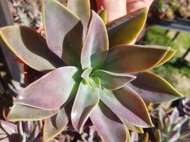 Graptoveria Fred Ives (4&quot; Pot) - £8.25 GBP