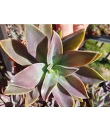 Graptoveria Fred Ives (4&quot; Pot) - $15.03 CAD