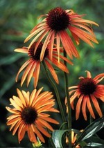 VC 30 Plastic Labels Nursery Tags Plant Pot Label Tag Outdoor Seed Cacti... - $353.41 MXN