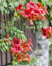 100 pcs Trumpet Creeper seeds - £6.98 GBP