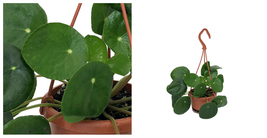Chinese Money Plant - 4&quot; Mini Hanging Basket - Pilea peperomioides - C2 - £43.72 GBP