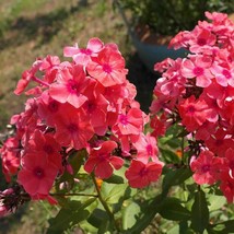 Phlox Seed Phlox Crimson Beauty Flower Seeds 2000 Seeds Fresh USA Fast Shipping  - $18.99