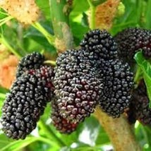 SEPTH 10 Mulberry Tree Dwarf Everbearing Morus nigra Starter Plant Edibl... - $6.65