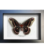 Real Robin Silk Moth Hyalophora Cecropia Taxidermy Framed Entomology Sha... - $98.99