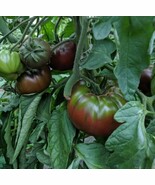 BS 120 Rsian Black Krim Tomato Seeds Non Gmo Organic Heirloom Fast Grow - €8,84 EUR