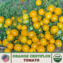  Orange Centiflor Tomato 10 Seeds, Multi-flora, Non-GMO, Genuine  Organi... - £9.55 GBP