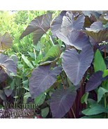 Best Black Magic Elephant Ear / Colocasia esculenta / Live Plant - $33.99