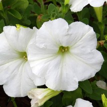 25 White Petunia Grandiflora Flower Seeds New Fresh Seeds - $14.90