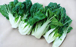 ArfanJaya 200 seeds Canton pak choi Chinese Cabbage BokChoy Napa Cabbage... - £6.47 GBP