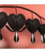 25 Black Bleeding Heart Perennial Flowers Seeds - $19.11