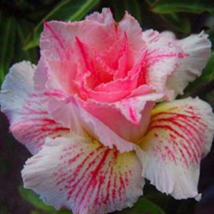 Adenium Obesum Desert Rose Flower Seeds Color: 8 - $16.99