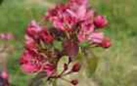 25+ Barbara Crabapple Seeds - $9.00