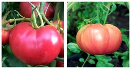 200+ BRADLEY TOMATO SEEDS GARDEN culinary COOKING vegetables SAUCE FREE ... - $16.99