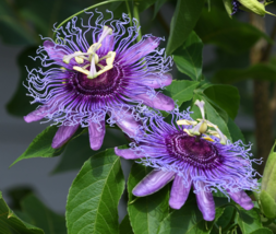 Passion Flower Purple Granadilla Passiflora Edulis Seeds, Professional P... - $9.75