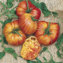 Thjar 50 Big Rainbow Tomato Seeds Fresh Harvest For Gardens - £2.59 GBP